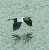 Telangana Birds watching spot