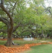 Pillalamarri at Mahabubnagar